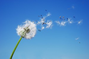 Allergy-Season-300x200