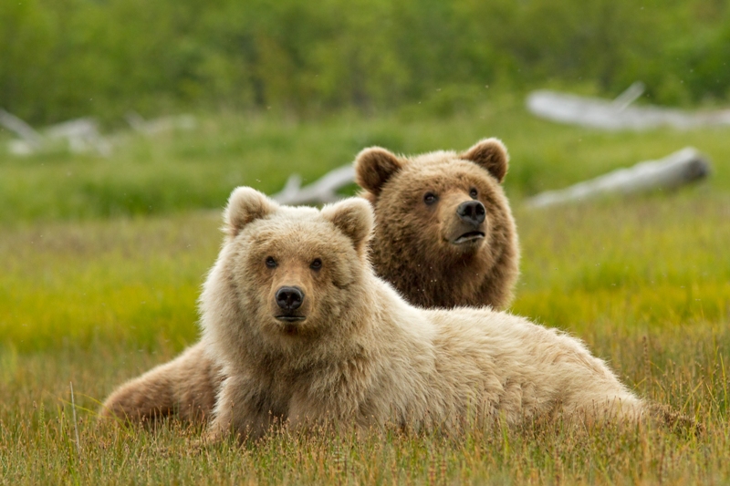A teenage bear rests next to her mother, in the meadows of Katmai National Park, Alaska.©Disneynature
