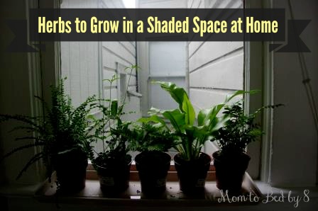 6 Great Herbs to Grow in a Shaded Space at Home