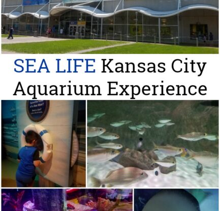 SEA LIFE Kansas City Aquarium Experience