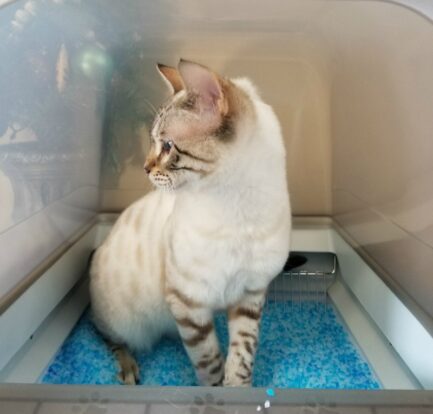 Santa Please Bring a PetSafe ScoopFree Ultra Self-Cleaning Litter Box for Christmas #HotHolidayGifts2017