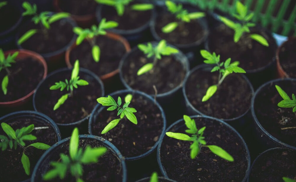 Easy Ways To Start An Inexpensive Garden
