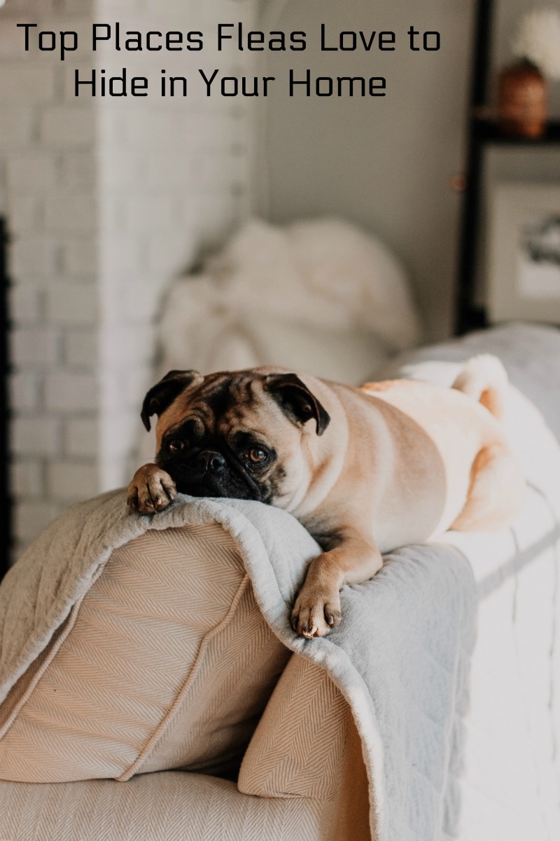 Top Places Fleas Love to Hide in Your Home Motherhood Defined