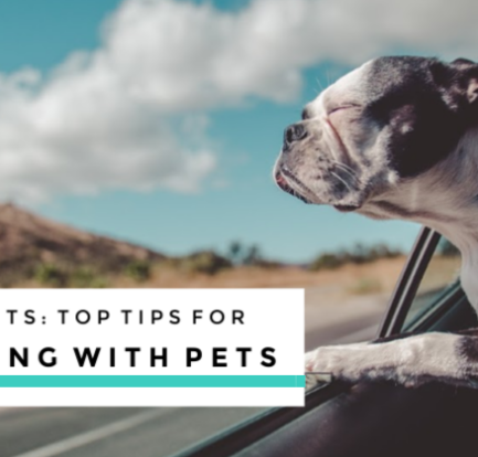CBD for Pets: Top Tips for Traveling with Pets