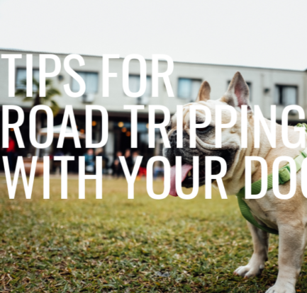 5 Tips for Road Tripping With Your Dog