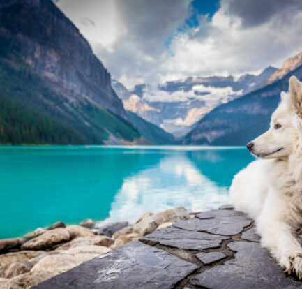 CBD gives your dog a calming feeling, helping them deal with all that life throws their way (with no chance of harmful side-effects). Say farewell to chewing stuff, urinating, and pacing.