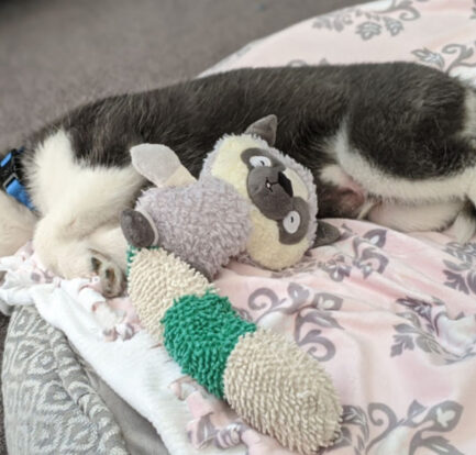 How to Look After Your Dog’s Health