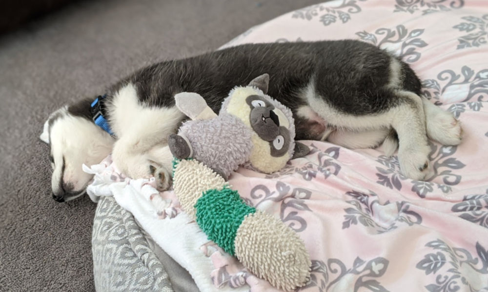 How to Look After Your Dog’s Health