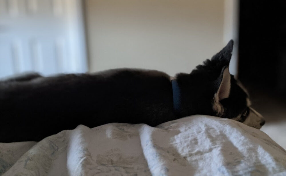 How to Help a Dog with Separation Anxiety