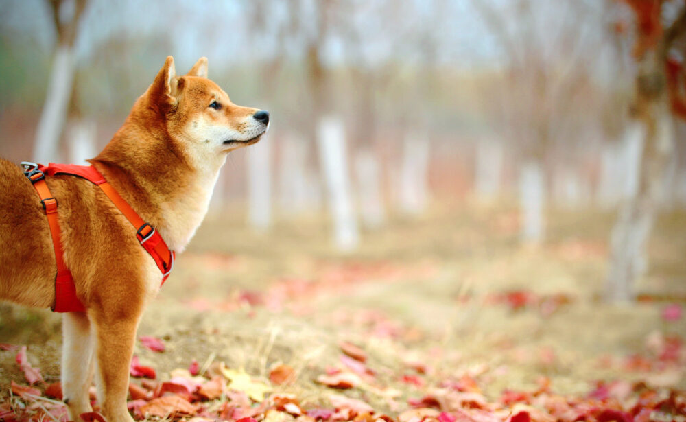 Going Beyond Sit, Stay, and Heel: Training Your Dog Needs to Have