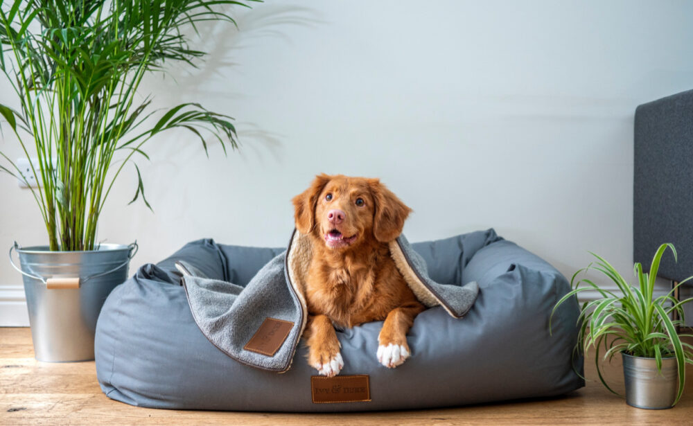 8 Supplies That Are a Sure Hit with Pet Parents