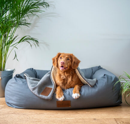 8 Supplies That Are a Sure Hit with Pet Parents