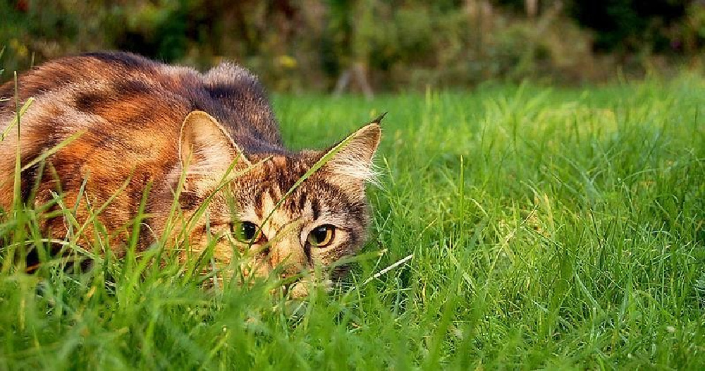 Energetic Cat Breeds for Your Home