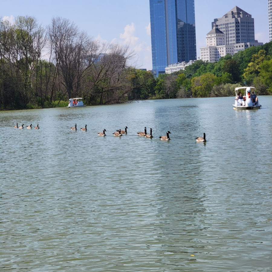 Swan Boat Rental Experience - Veterans Park in Milwaukee, WI