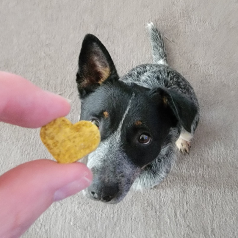 Moe's Frosted Sugar Cookie Bites Make the Best Stocking Stuffer for Dogs