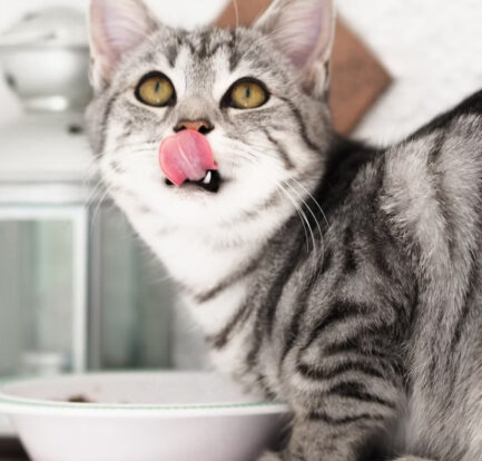 What Mistakes Should You Avoid When Feeding Your Cat?